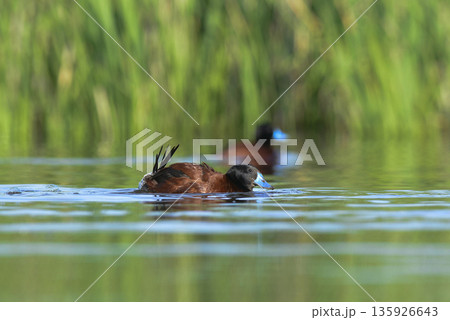 Lake Duck in Pampas Lagoon environment, La Pampa Province, Patagonia , Argentina. 135926643