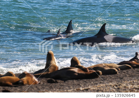 Orca family hunting sea lions on the paragonian coast, Patagonia, Argentina 135926645