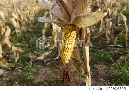 Corn cob growing on plant ready to harvest, Argentine Countryside, Buenos Aires Province, Argentina 135926706