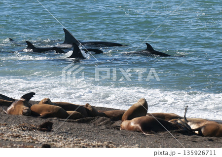 Orca family hunting sea lions on the paragonian coast, Patagonia, Argentina 135926711