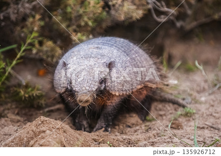Hairy Armadillo, in desert environment, Peninsula Valdes, Patagonia, Argentina 135926712