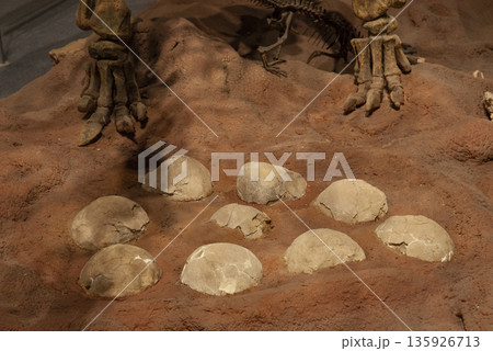 Titanosaurus Australis, fossized eggs, prehistoric animal inhabitant of Patagonia, Argentina. Titanosaurus Australis, fossized eggs, prehistoric animal inhabitant of Patagonia, Argentina. 135926713