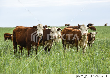 Cattle raising  with natural pastures in Pampas countryside, La Pampa Province,Patagonia, Argentina. 135926761