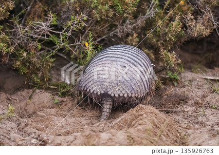Hairy Armadillo, in desert environment, Peninsula Valdes, Patagonia, Argentina 135926763