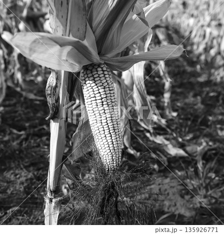 Corn cob growing on plant ready to harvest, Argentine Countryside, Buenos Aires Province, Argentina 135926771