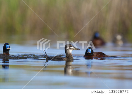 Lake Duck in Pampas Lagoon environment, La Pampa Province, Patagonia , Argentina. Lake Duck in Pampas Lagoon environment, La Pampa Province, Patagonia , Argentina. 135926772