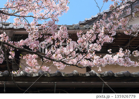 伝統的な瓦屋根と重なる満開の桜 伝統的な瓦屋根と重なる満開の桜 135926779