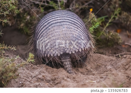 Hairy Armadillo, in desert environment, Peninsula Valdes, Patagonia, Argentina 135926783
