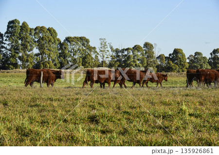 Countryside landscape with cows grazing, La Pampa, Argentina Countryside landscape with cows grazing, La Pampa, Argentina 135926861