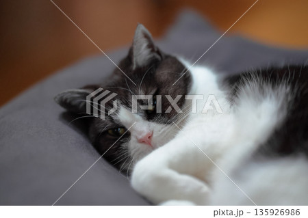クッションで丸くなる猫　 135926986