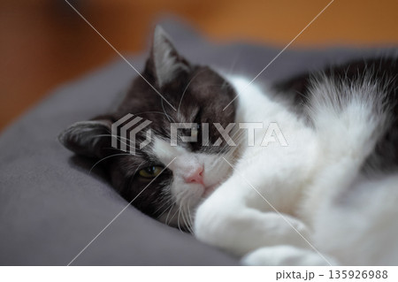 クッションで丸くなる猫 クッションで丸くなる猫 135926988