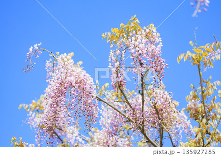 春に咲く紫の藤の花と青空 春に咲く紫の藤の花と青空 135927285