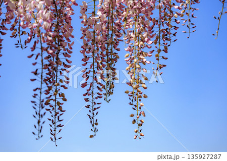 春に咲く紫の藤の花 135927287