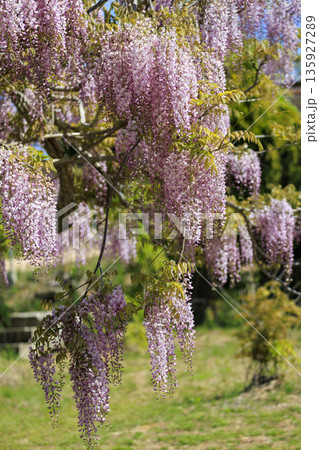 春に咲く紫の藤の花 春に咲く紫の藤の花 135927289