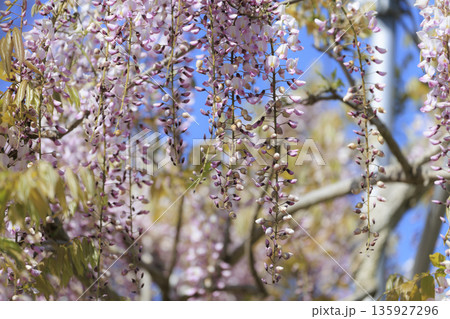春に咲く紫の藤の花 春に咲く紫の藤の花 135927296