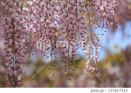 春に咲く紫の藤の花 春に咲く紫の藤の花 135927313