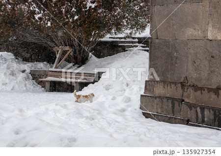 Ginger cat walks through deep snow near stone walls and benches within the grounds of the Geghard Monastery, bare trees and winter textures Ginger cat walks through deep snow near stone walls and benches within the grounds of the Geghard Monastery, bare trees and winter textures 135927354