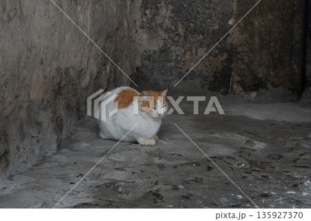 Ginger and white cat rests on a stone floor against a rough rock wall inside the grounds of the Geghard Monastery, dim light emphasizes texture Ginger and white cat rests on a stone floor against a rough rock wall inside the grounds of the Geghard Monastery, dim light emphasizes texture 135927370