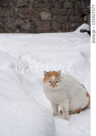Ginger and white cat sits in deep snow near a stone wall, soft fur contrasts with clean white winter textures and falling snowflakes 135927377