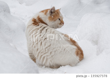 Ginger and white cat sits curled in deep snow, thick winter fur and soft textures contrast with a clean white background and muted light Ginger and white cat sits curled in deep snow, thick winter fur and soft textures contrast with a clean white background and muted light 135927378