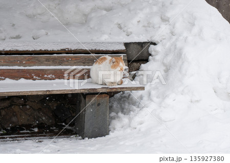 Ginger and white cat sits curled up on a snow-covered wooden bench, soft fur contrasts with icy textures and muted winter tones 135927380