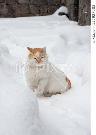 Ginger and white cat sits in deep snow near a stone wall, soft fur contrasts with clean white winter textures and falling snowflakes 135927382