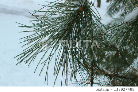 Details of Fir Branch Fully Frozen with Icicles on Needles. Close up of Pine Needles Covered in Ice 135927499