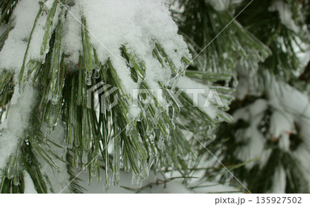 Covered with ice shell and snow cap green spruce needles after cold ice storm. Spruce Needles Covered in Ice and Snow Detailed View Covered with ice shell and snow cap green spruce needles after cold ice storm. Spruce Needles Covered in Ice and Snow Detailed View 135927502