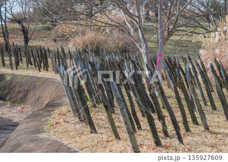弥生の風景　吉野ヶ里 135927609