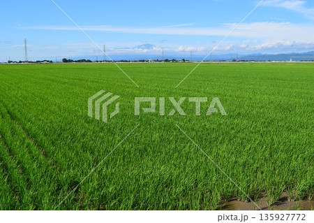 田植え2ヶ月後の水田 135927772