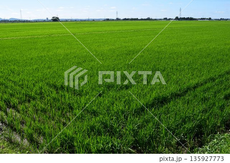 田植え2ヶ月後の水田 135927773