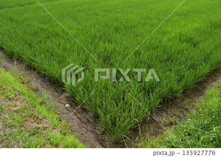 田植え2ヶ月後の水田 135927776