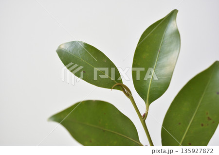 榊 榊 135927872