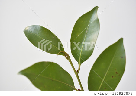 榊 榊 135927873