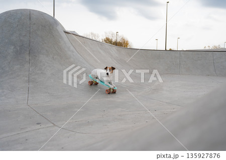 A Jack Russell Terrier rides a penny board at a skate park. 135927876