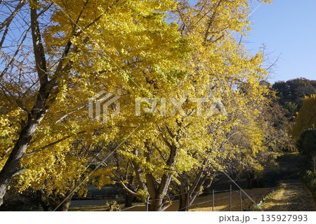 紅葉したイチョウ 紅葉したイチョウ 135927993