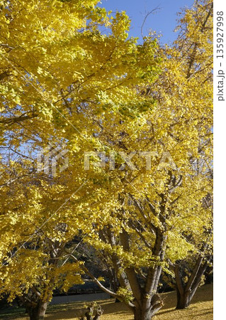 紅葉したイチョウ 紅葉したイチョウ 135927998