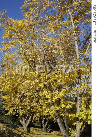紅葉したイチョウ 紅葉したイチョウ 135928005