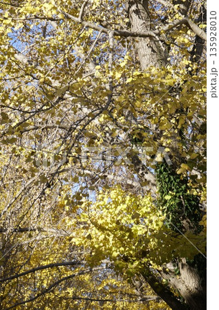 紅葉したイチョウ 紅葉したイチョウ 135928010