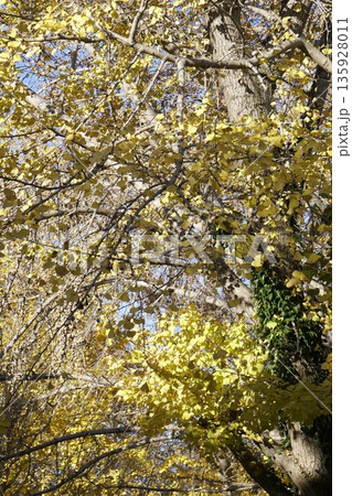 紅葉したイチョウ 紅葉したイチョウ 135928011
