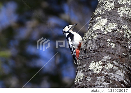 アカゲラ 135928017