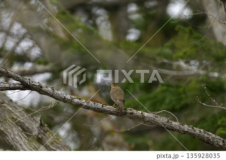 アカハラ アカハラ 135928035