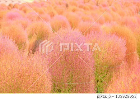 コキア　紅葉 135928055