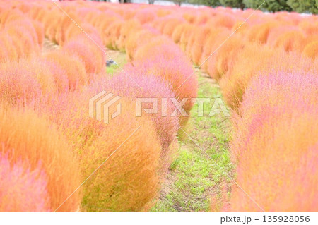 コキア 紅葉 コキア 紅葉 135928056