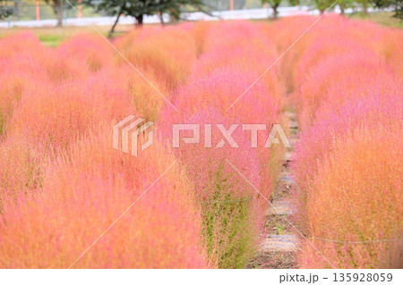 コキア　紅葉 135928059
