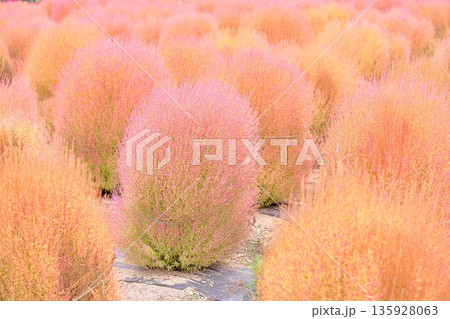 コキア 紅葉 コキア 紅葉 135928063