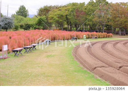 コキア　紅葉　 135928064