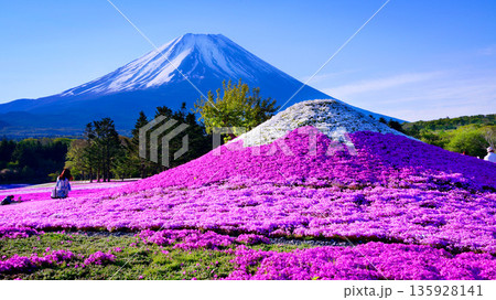 富士山と芝桜富士 富士山と芝桜富士 135928141