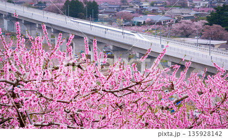 リニア実験線と満開の桃の花 135928142