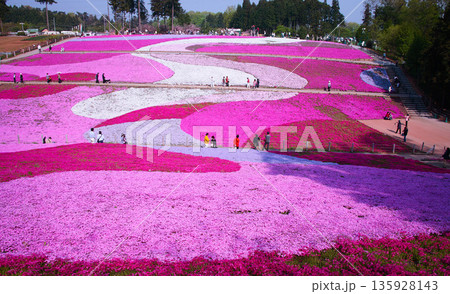 羊山公園の芝桜 羊山公園の芝桜 135928143